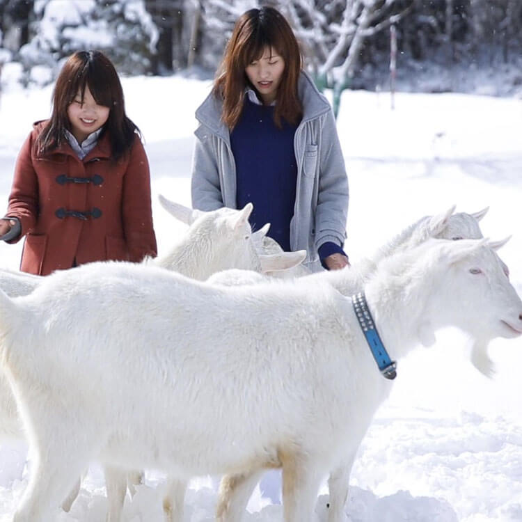 しなの雪姫